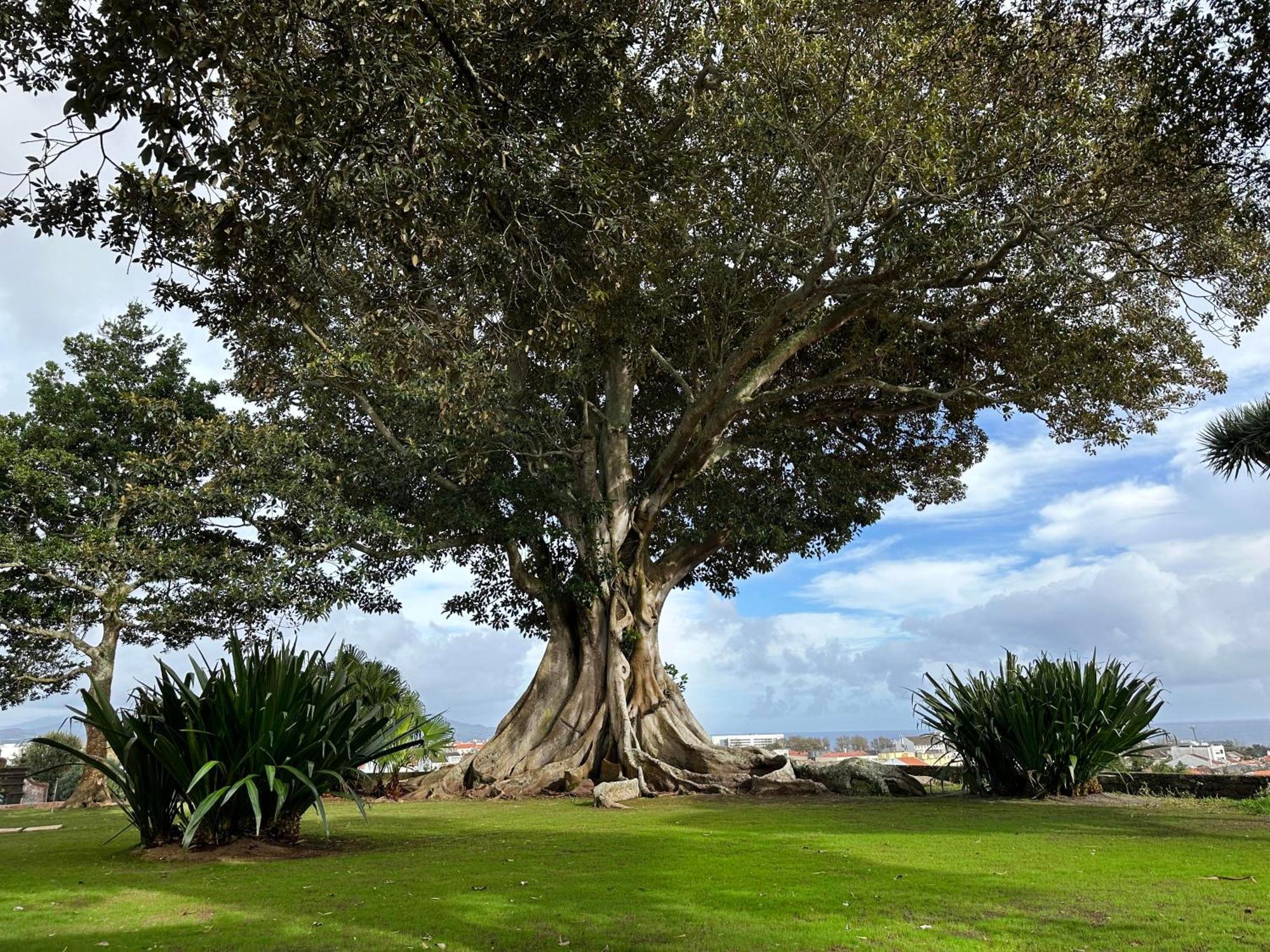 Solar Dos Cantos Botanic House & Garden Gasthof