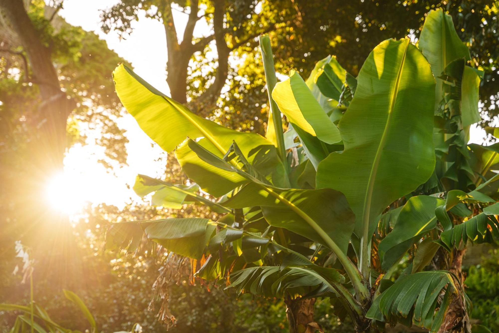 Solar Dos Cantos Botanic House & Garden